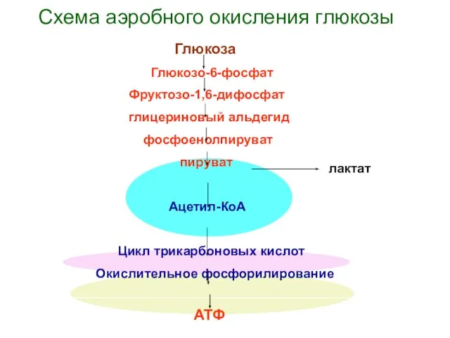 Глюкоза Глюкозо-6-фосфат Фруктозо-1,6-дифосфат глицериновый альдегид фосфоенолпируват пируват Ацетил-КоА Цикл трикарбоновых кислот