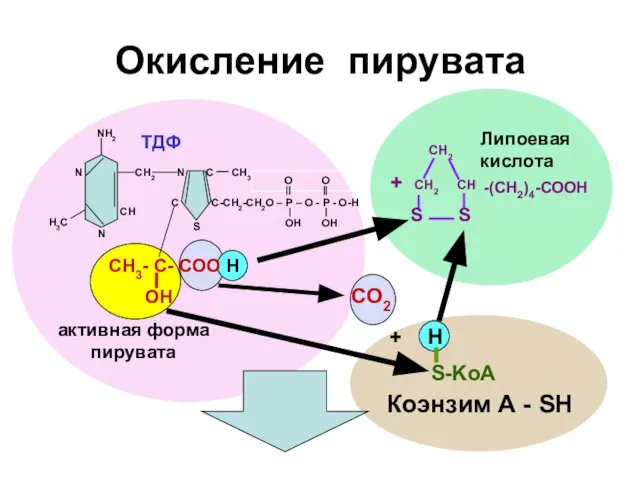 NH2 N CH2 N C CH3 C C-CH2-CH2O – Р –