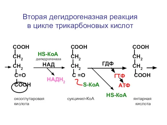 СООН СН2 СН2 С=О СООН СООН СН2 СН2 С =О S-КоА