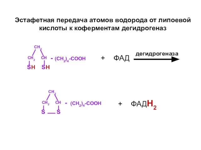 - (CH2)4-СООН CH2 CH2 CH SН SН + ФАД - (CH2)4-СООН