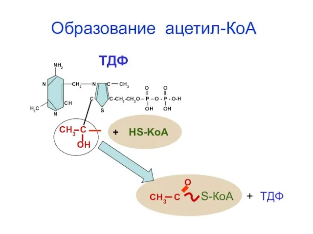 NH2 N CH2 N C CH3 C C-CH2-CH2O – Р –