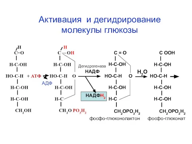 АДФ Н Н С=О С ОН Н-С-ОН Н-С-ОН НО-С-Н + АТФ