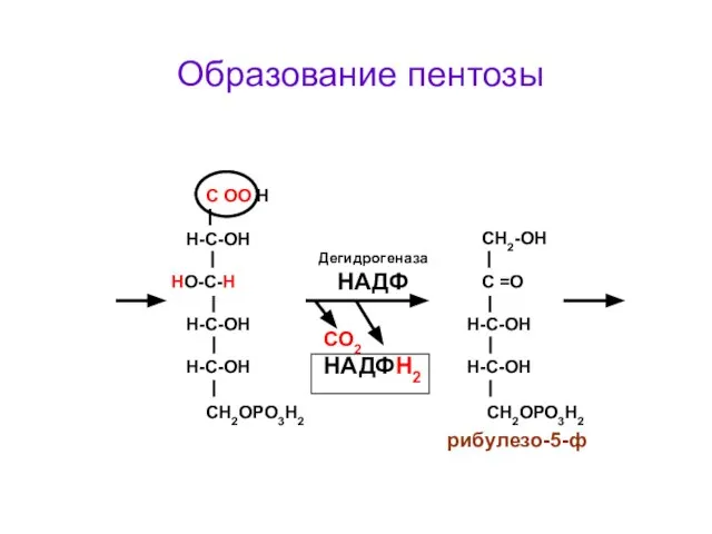 СО2 НАДФН2 С ОО Н Н-С-ОН HO-С-Н Н-С-ОН H-C-ОН СН2ОРО3Н2 СН2-ОН