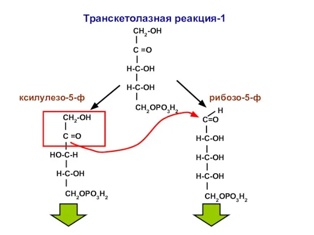 СН2-ОН С =О Н-С-ОН H-C-ОН СН2ОРО3Н2 СН2-ОН С =О НО-С-Н H-C-ОН