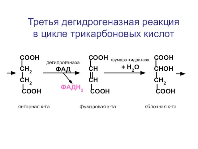 СООН СН2 СН2 СООН СООН СН СН СООН СООН СНОН СН2