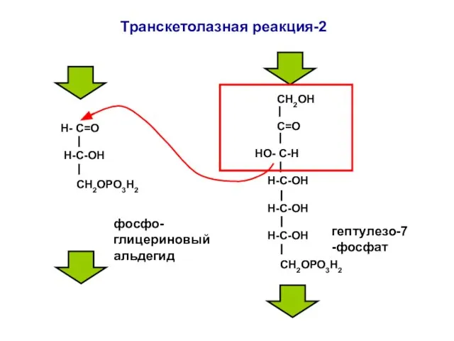 Н- С=О H-C-ОН СН2ОРО3Н2 СН2ОН С=О НО- С-Н Н-С-ОН Н-С-ОН H-C-ОН