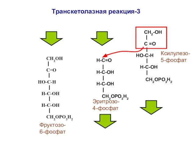 СН2ОН С=О НО-С-Н Н-С-ОН Н-С-ОН СН2ОРО3Н2 Н-С=О Н-С-ОН H-C-ОН СН2ОРО3Н2 Фруктозо-6-фосфат