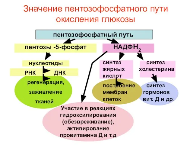 Значение пентозофосфатного пути окисления глюкозы пентозофосфатный путь пентозы -5-фосфат НАДФН2 нуклеотиды