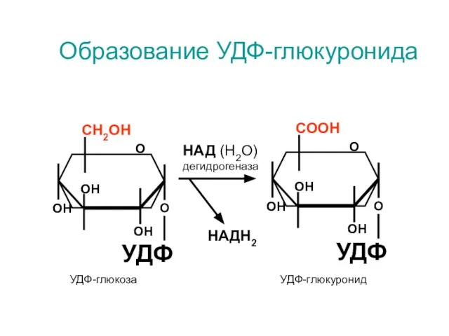 О СООН ОН ОН ОН УДФ Образование УДФ-глюкуронида О О СН2ОН