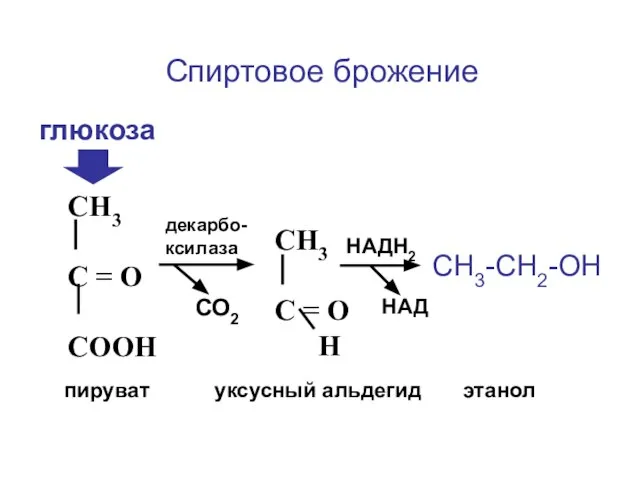 Спиртовое брожение СН3 С = О СООН СН3 С = О