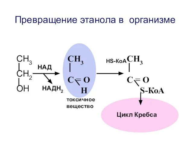 Превращение этанола в организме СН3 СН2 ОН СН3 С = О