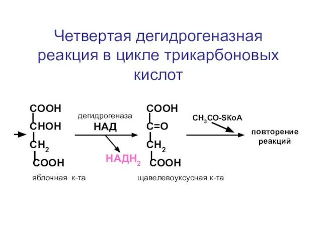 СООН СНОН СН2 СООН СООН С=О СН2 СООН дегидрогеназа НАД СН3СО-SКоА