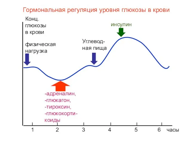 -адреналин, -глюкагон, -тироксин, -глюкокорти- коиды Углевод-ная пища инсулин Конц. глюкозы в