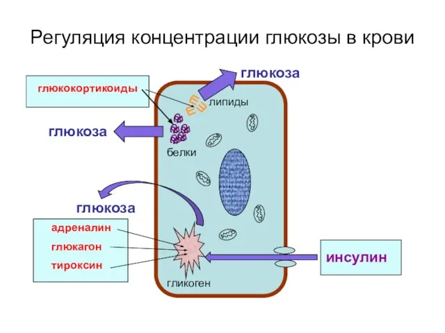 адреналин глюкагон тироксин глюкоза гликоген белки глюкокортикоиды липиды глюкоза глюкоза инсулин Регуляция концентрации глюкозы в крови