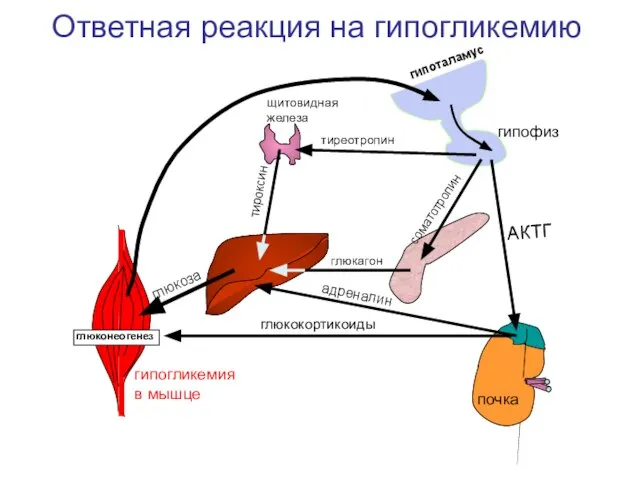 гипоталамус гипофиз щитовидная железа почка АКТГ тиреотропин соматотропин тироксин глюкагон глюкоза