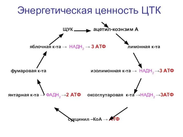 ЩУК ацетил-коэнзим А яблочная к-та → НАДН2 → 3 АТФ лимонная