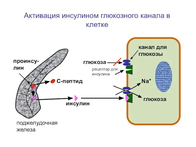 глюкоза инсулин С-пептид проинсу-лин глюкоза Na+ Активация инсулином глюкозного канала в