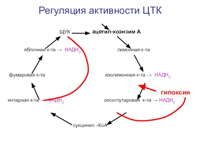 ЩУК ацетил-коэнзим А яблочная к-та → НАДН2 лимонная к-та фумаровая к-та