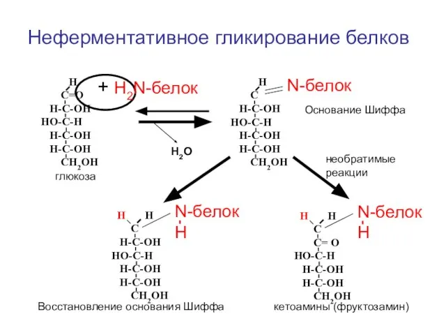 Неферментативное гликирование белков Н С=О Н-С-ОН НО-С-Н Н-С-ОН Н-С-ОН СН2ОН +