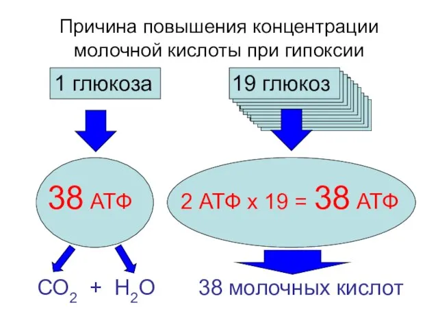 Причина повышения концентрации молочной кислоты при гипоксии 1 глюкоза 19 глюкоз