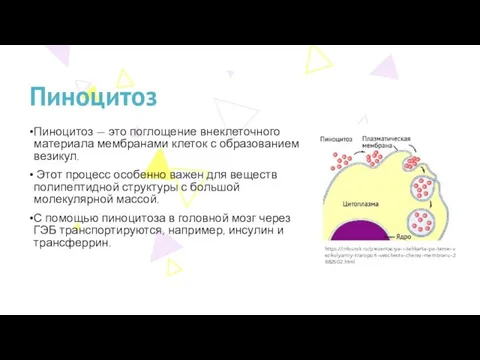 Пиноцитоз Пиноцитоз — это поглощение внеклеточного материала мембранами клеток с образованием