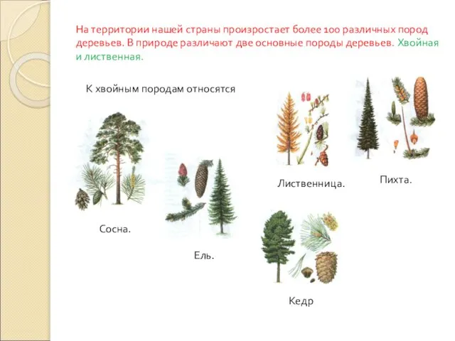 На территории нашей страны произростает более 100 различных пород деревьев. В