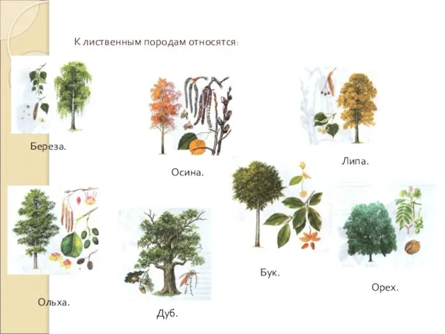 К лиственным породам относятся: Береза. Осина. Липа. Ольха. Дуб. Бук. Орех.