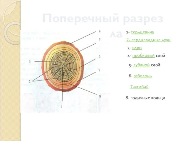 Поперечный разрез ствола 1- сердцевина 2- сердцевидные лучи 3- ядро 4-