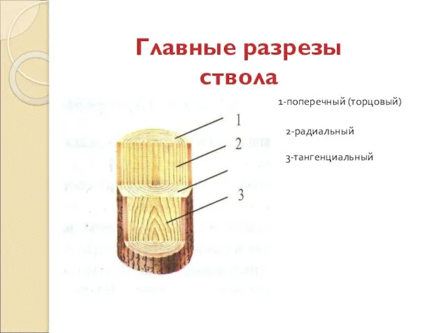 Главные разрезы ствола 1-поперечный (торцовый) 2-радиальный 3-тангенциальный