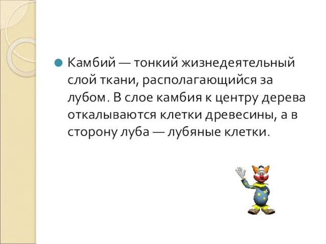 Камбий — тонкий жизнедеятельный слой ткани, располагающийся за лубом. В слое