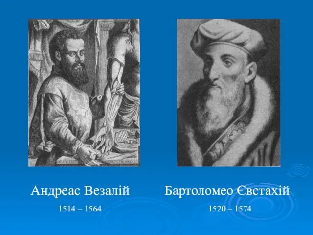 Андреас Везалій Бартоломео Євстахій 1514 – 1564 1520 – 1574