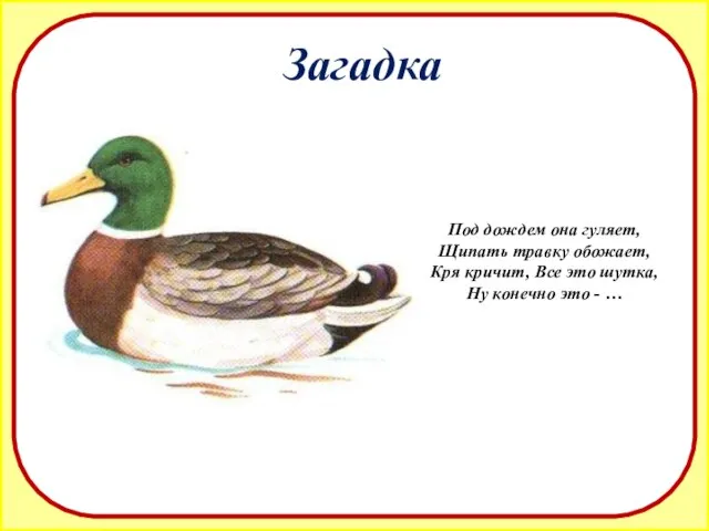 Загадка Под дождем она гуляет, Щипать травку обожает, Кря кричит, Все