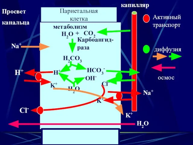 Париетальная клетка Просвет канальца капилляр метаболизм СО2 + Н2О Карбоангид- раза