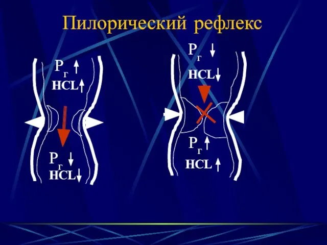 Пилорический рефлекс Рг Рг HCL HCL Рг Рг HCL HCL