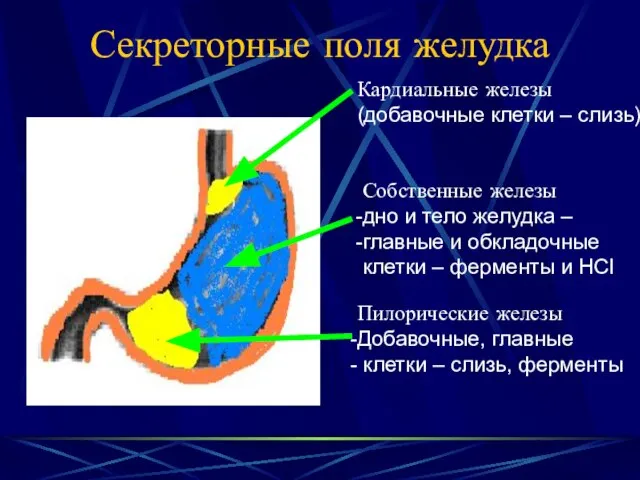 Секреторные поля желудка Кардиальные железы (добавочные клетки – слизь) Собственные железы