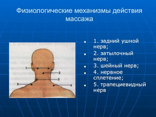 Физиологические механизмы действия массажа 1. задний ушной нерв; 2. затылочный нерв;