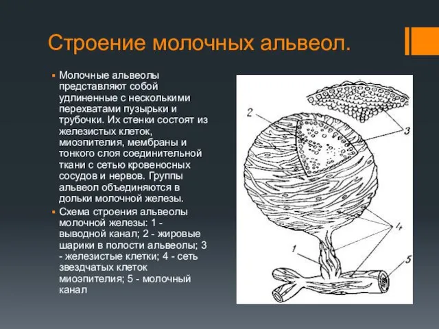 Строение молочных альвеол. Молочные альвеолы представляют собой удлиненные с несколькими перехватами