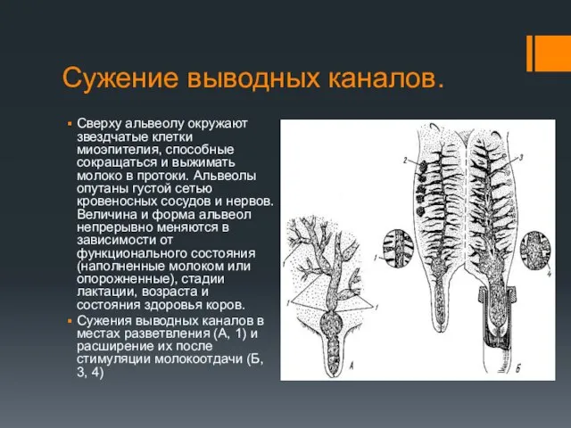 Сужение выводных каналов. Сверху альвеолу окружают звездчатые клетки миоэпителия, способные сокращаться