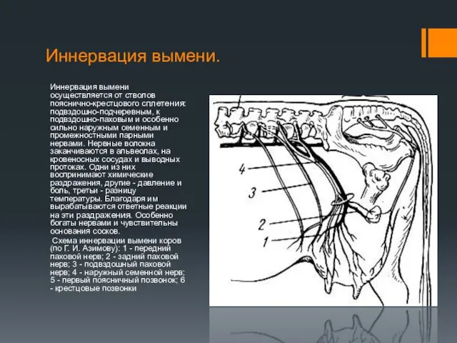 Иннервация вымени. Иннервация вымени осуществляется от стволов пояснично-крестцового сплетения: подвздошно-подчеревным, к