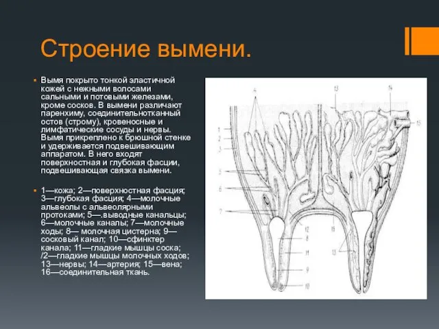 Строение вымени. Вымя покрыто тонкой эластичной кожей с нежными волосами сальными