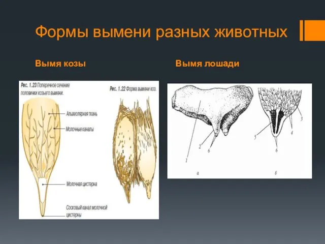 Вымя козы Вымя лошади Формы вымени разных животных