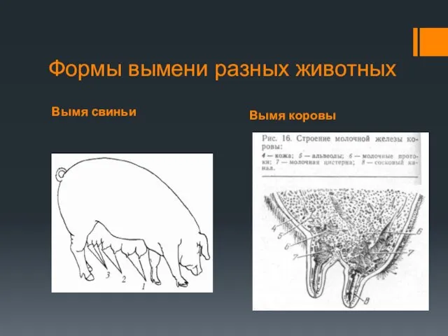 Вымя свиньи Вымя коровы Формы вымени разных животных