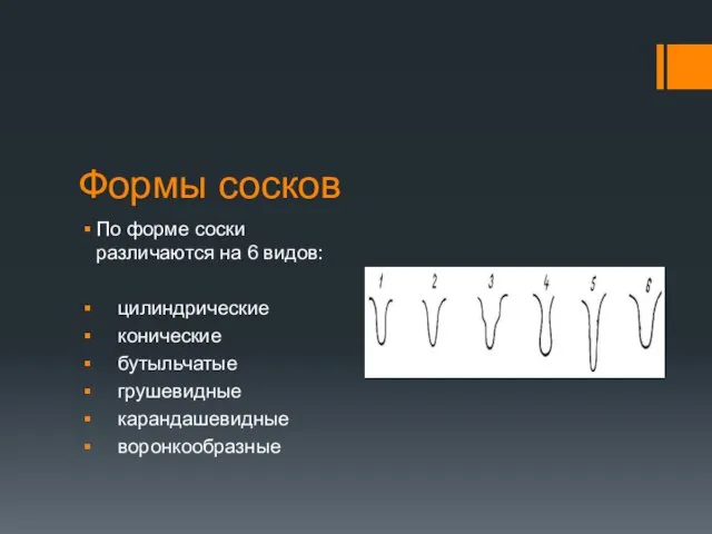 Формы сосков По форме соски различаются на 6 видов: цилиндрические конические бутыльчатые грушевидные карандашевидные воронкообразные