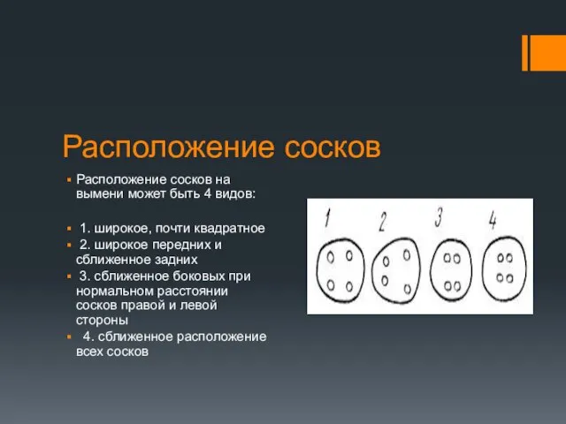 Расположение сосков Расположение сосков на вымени может быть 4 видов: 1.