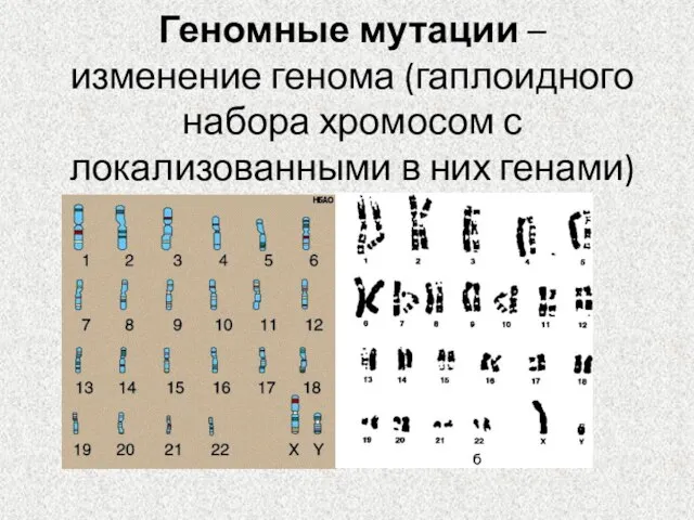 Геномные мутации – изменение генома (гаплоидного набора хромосом с локализованными в них генами)