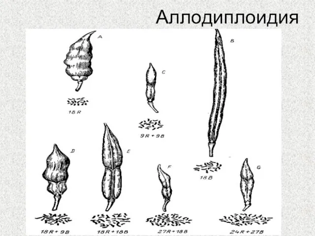 Аллодиплоидия