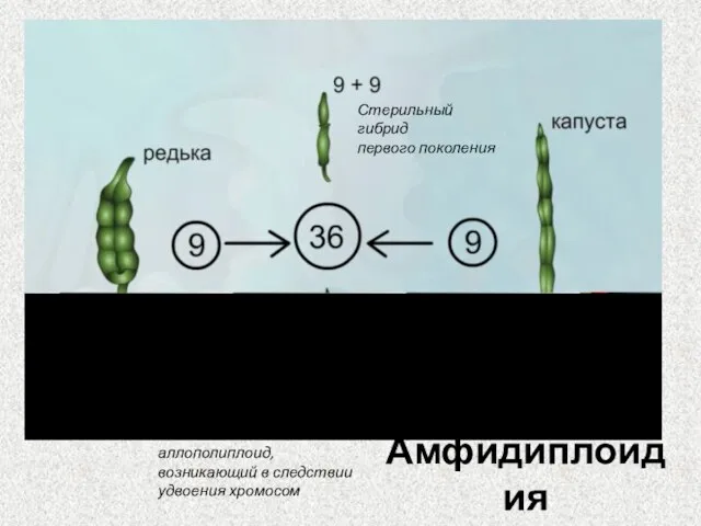 Амфидиплоидия Стерильный гибрид первого поколения Плодовитый аллополиплоид, возникающий в следствии удвоения хромосом