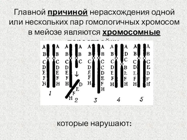 Главной причиной нерасхождения одной или нескольких пар гомологичных хромосом в мейозе являются хромосомные перестройки, которые нарушают: