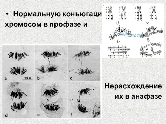 Нормальную коньюгацию хромосом в профазе и Нерасхождение их в анафазе