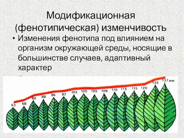 Модификационная (фенотипическая) изменчивость Изменения фенотипа под влиянием на организм окружающей среды,